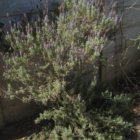 thumbnails/003-IMG_3365.JPG.small.jpeg
