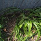 thumbnails/006-IMG_3369.JPG.small.jpeg