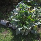 thumbnails/007-IMG_3370.JPG.small.jpeg