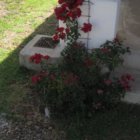 thumbnails/010-IMG_3375.JPG.small.jpeg