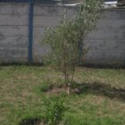 ../thumbnails/027-IMG_3390.JPG.small.jpeg