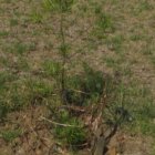 ../thumbnails/029-IMG_3388.JPG.small.jpeg