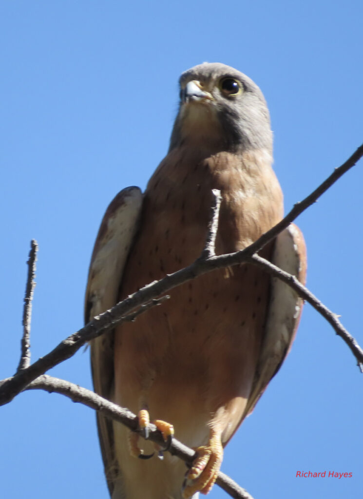 A small raptor perching on a branch. Its talons clearly visible. It has a streaked chestnut breast, white underwings and  large dark eyes. 
It has a grey head.