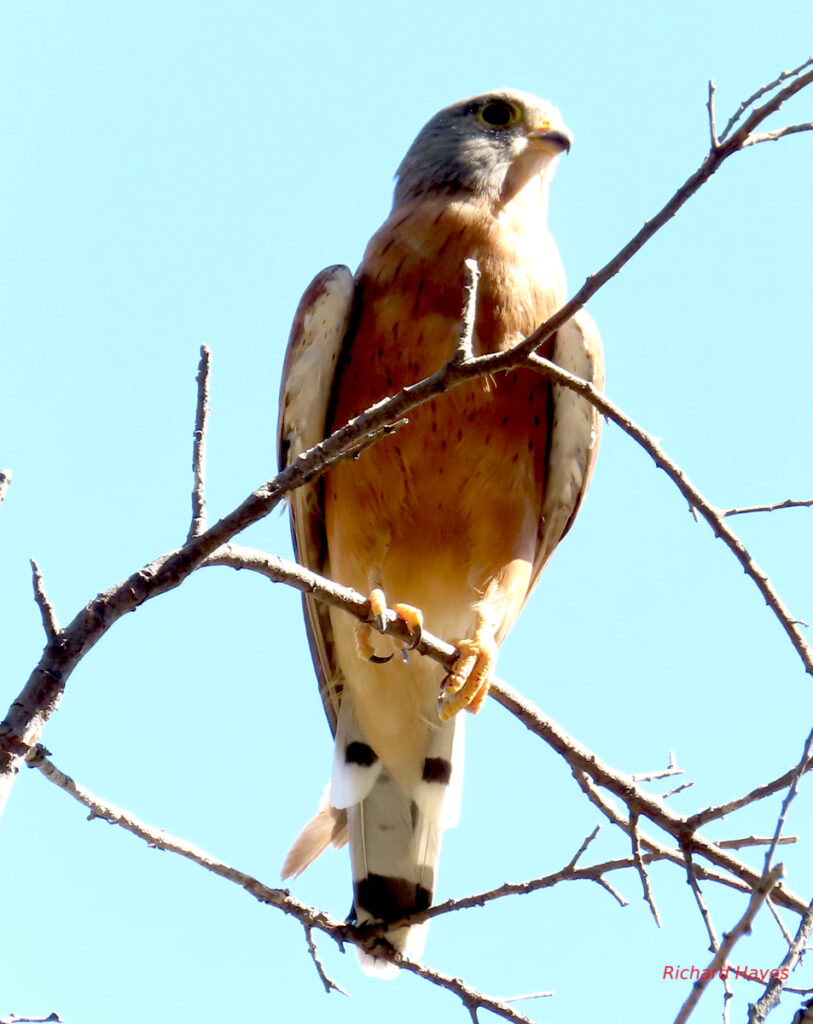 The same bird, the barring on the tail more visible and the chestnut chest more pronounced.