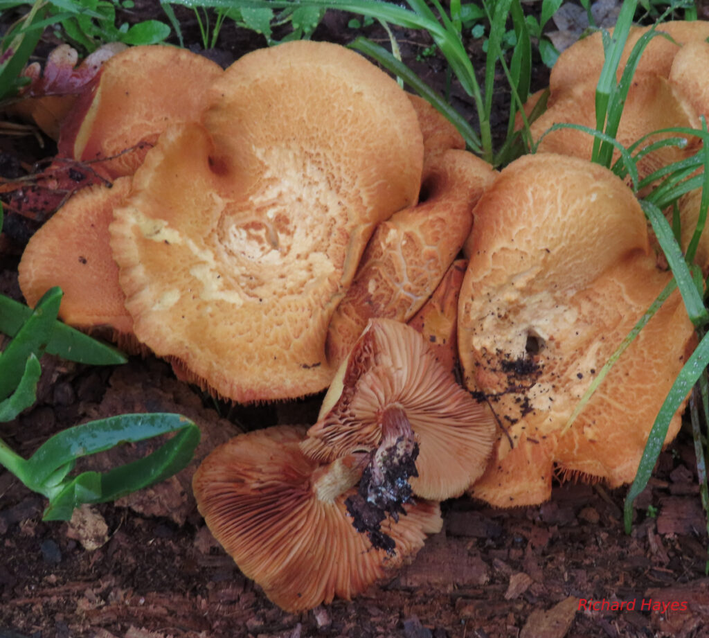 A clump of orange mushroom caps.
Two are turned over to show the gills