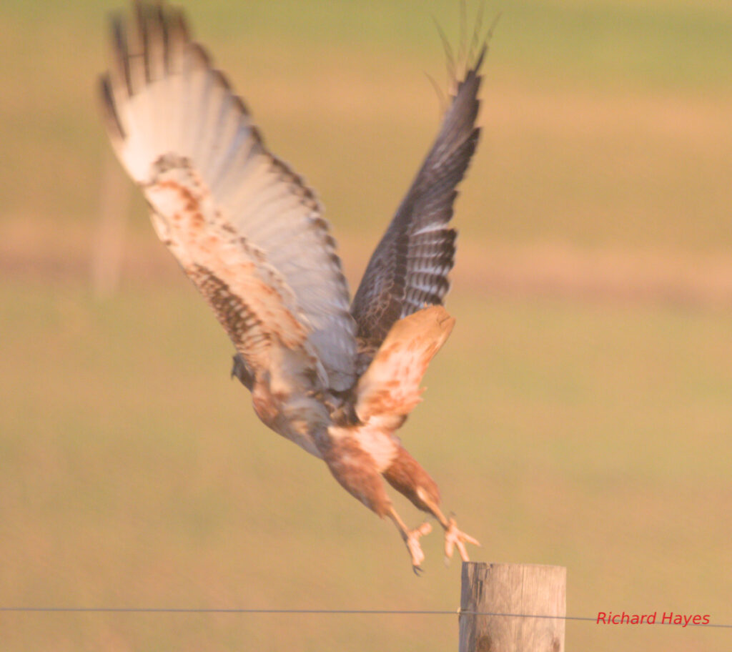 The raptor is taking off of the fence pole away from the camera.
The wings are white underneath.
The clawed feet are visible just leaving the pole