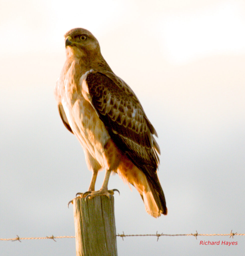 A medium sized raptor perched on a fence pole. It has dark patterned wings and a pale chest. The overall colouring of the bird is a pale orange due to the sunset
