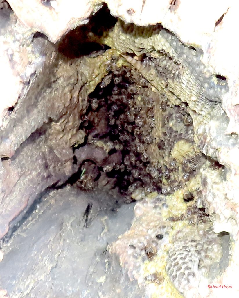 Many bees can be seen working on comb with in the hole in the trunk.