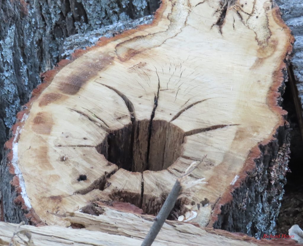 A cross cut of an oak tree with the heart wood missing.
Cracks radiate from the heart wood hole.